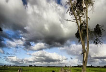 [图]亚冠-马莱莱屡失良机 申花1-2遭蔚山逆转.